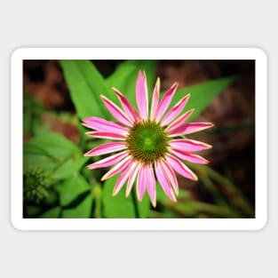 Pink And Green Zinnia Sticker